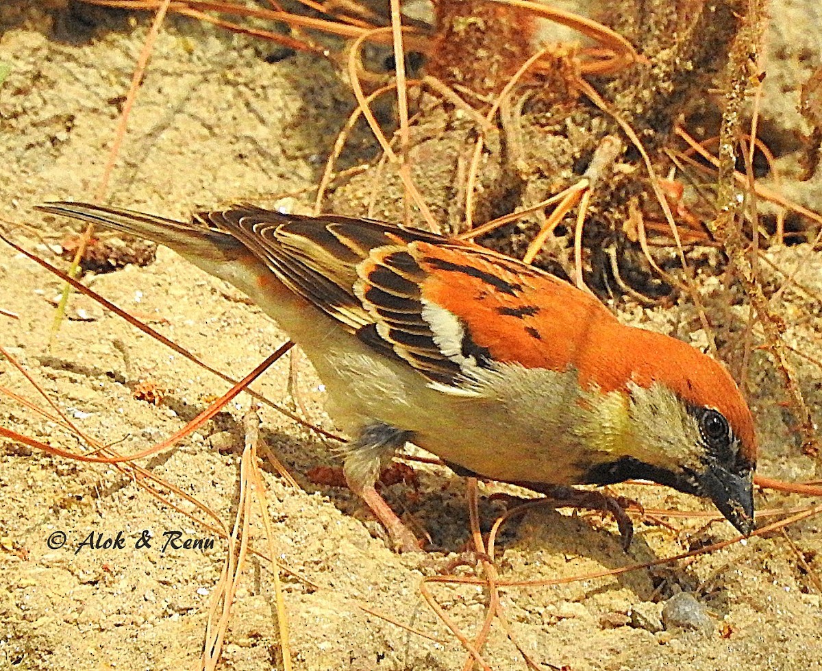 Russet Sparrow - Alok Tewari