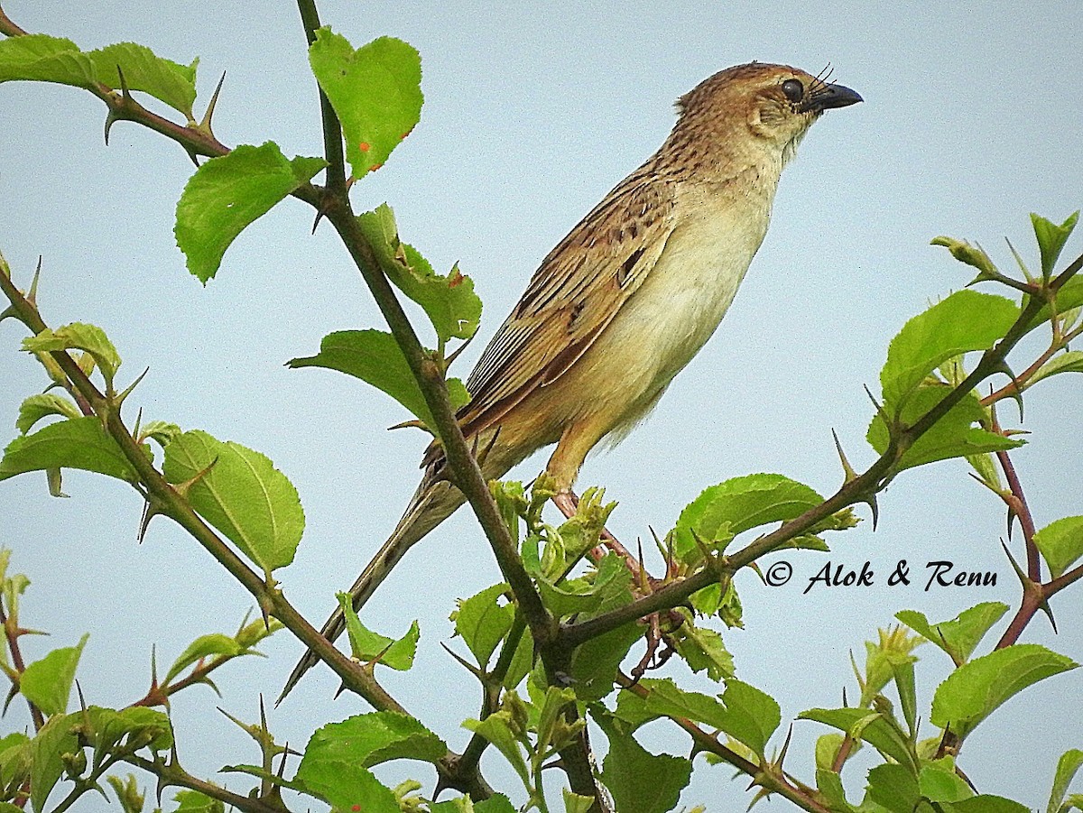 Bristled Grassbird - Alok Tewari