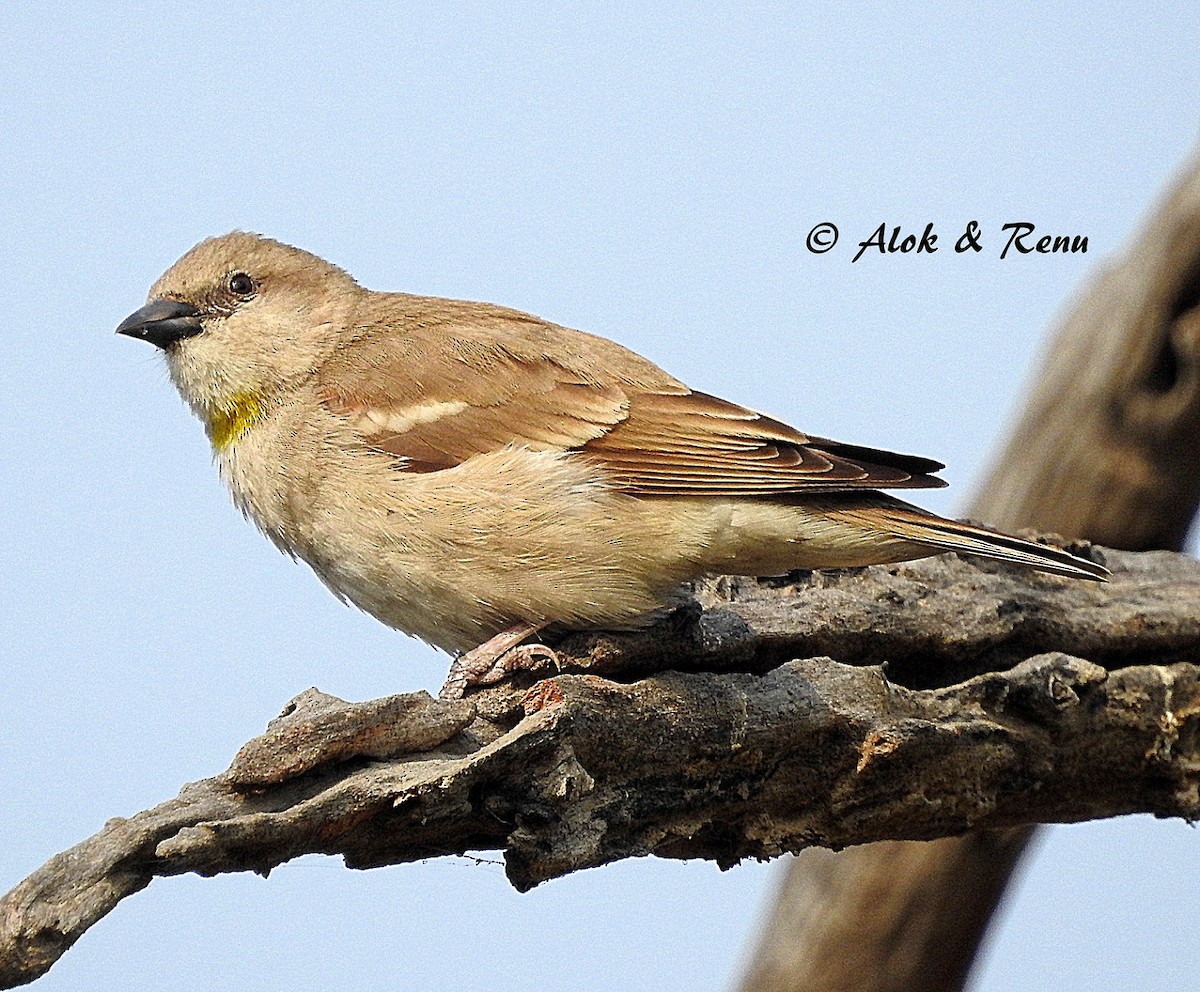 Yellow-throated Sparrow - Alok Tewari