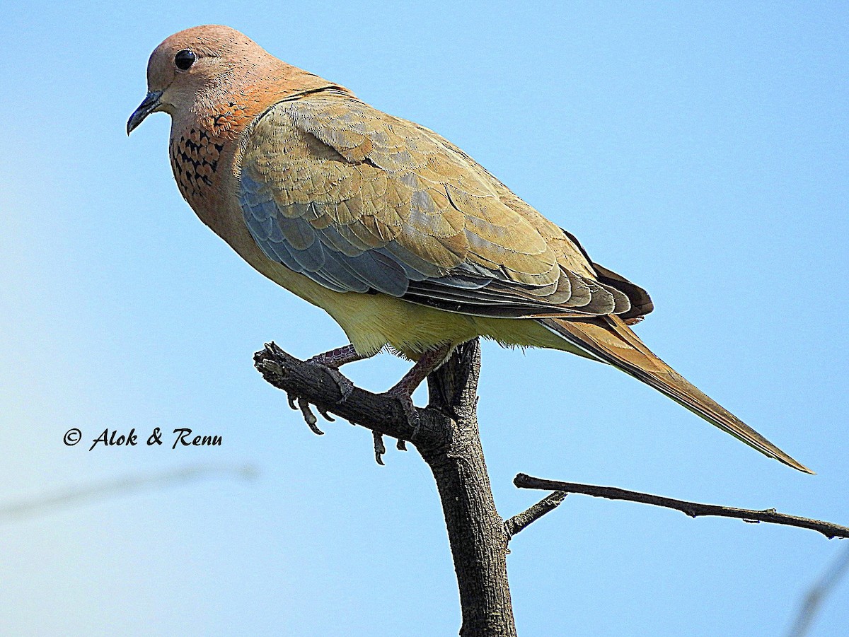 Laughing Dove - ML206045501