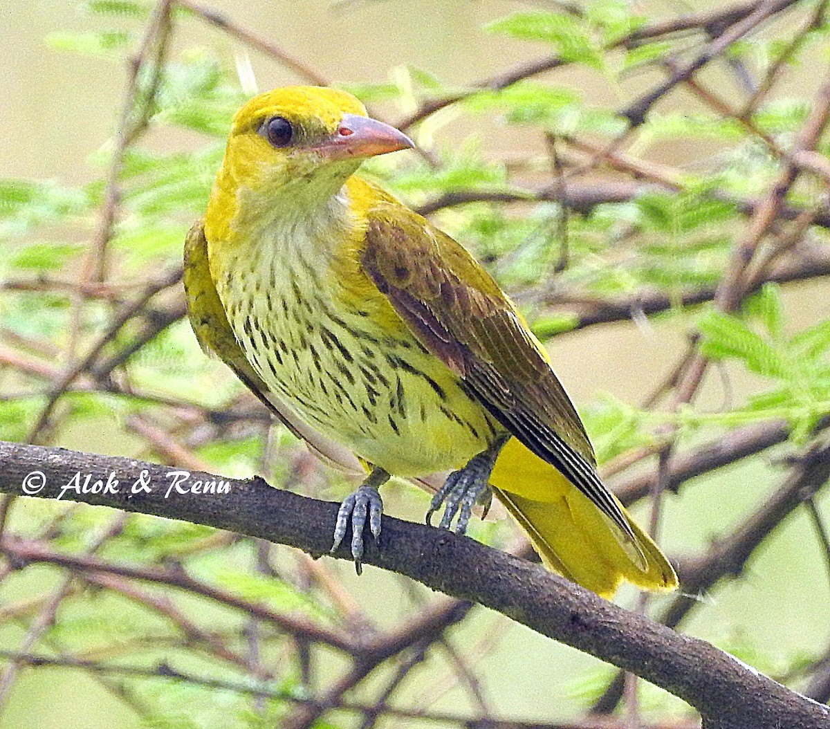 Indian Golden Oriole - ML206045521