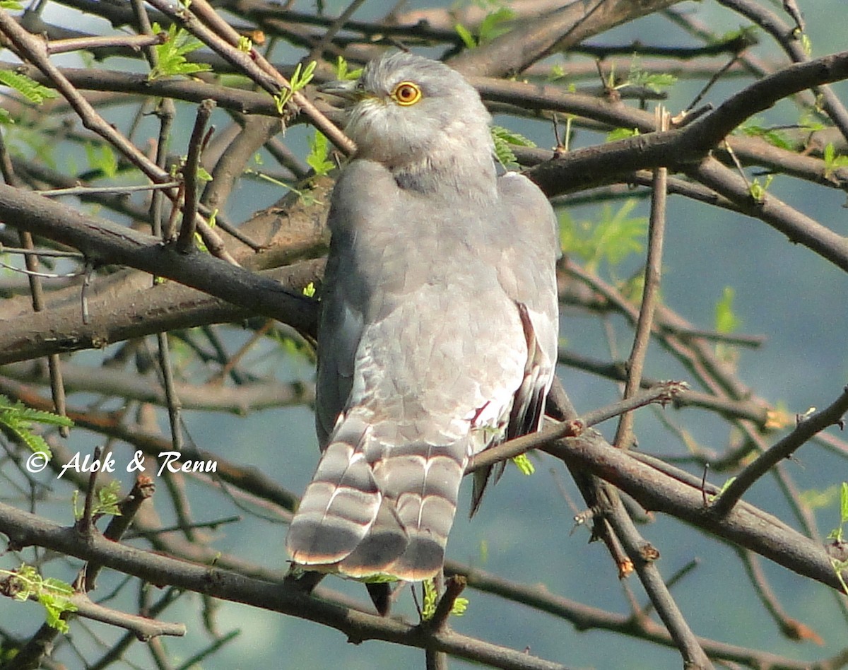 Common Hawk-Cuckoo - Alok Tewari