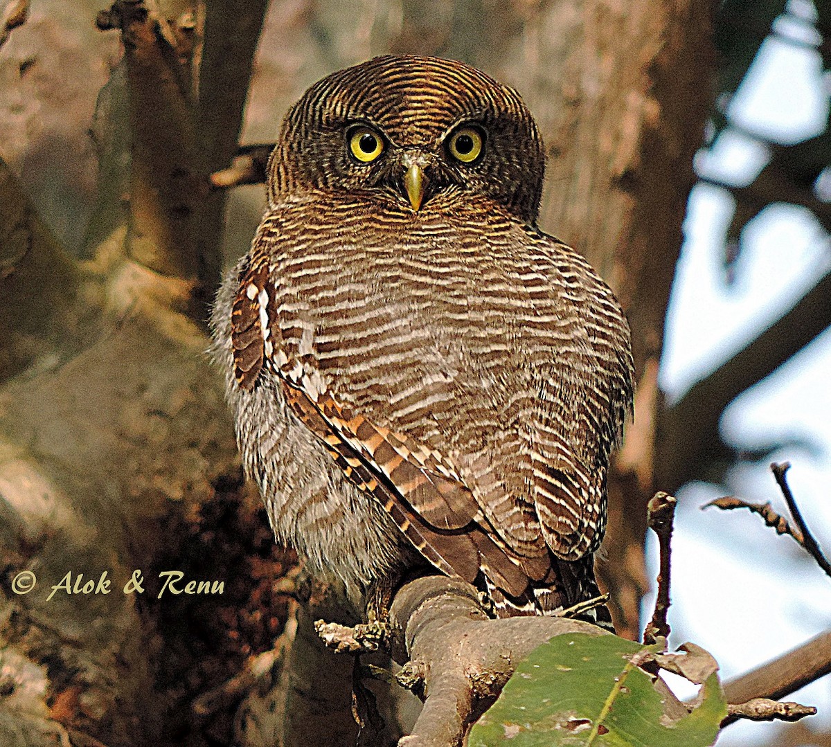 Jungle Owlet - Alok Tewari