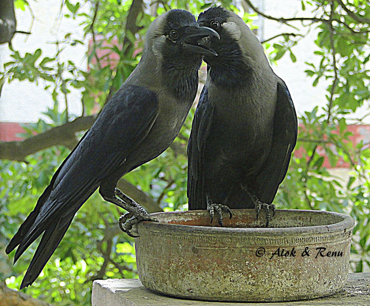House Crow - Alok Tewari