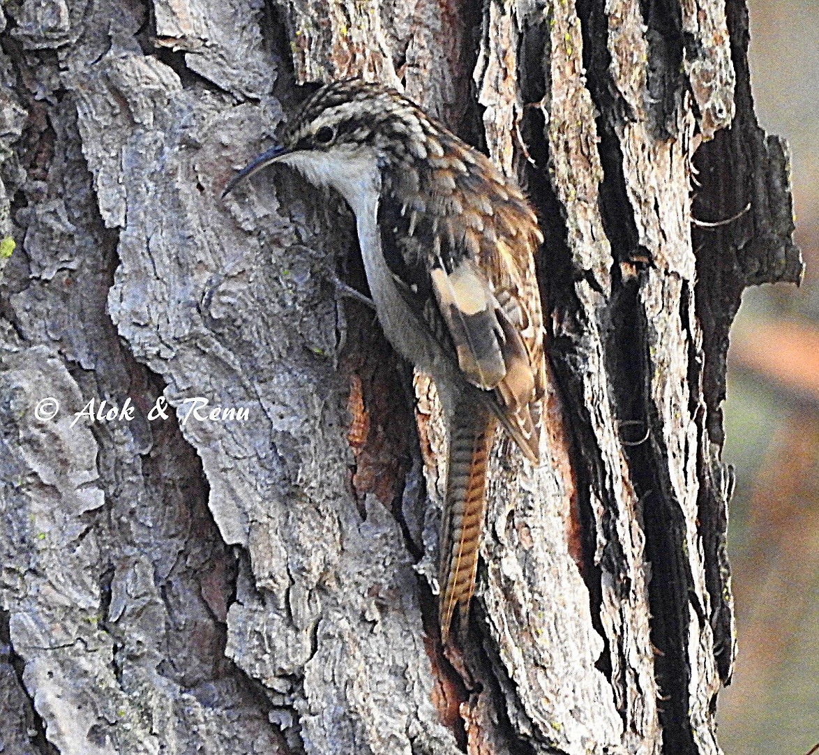 Bar-tailed Treecreeper - Alok Tewari