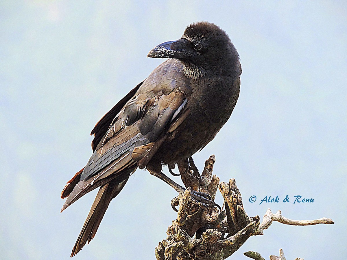 Large-billed Crow (Large-billed) - Alok Tewari
