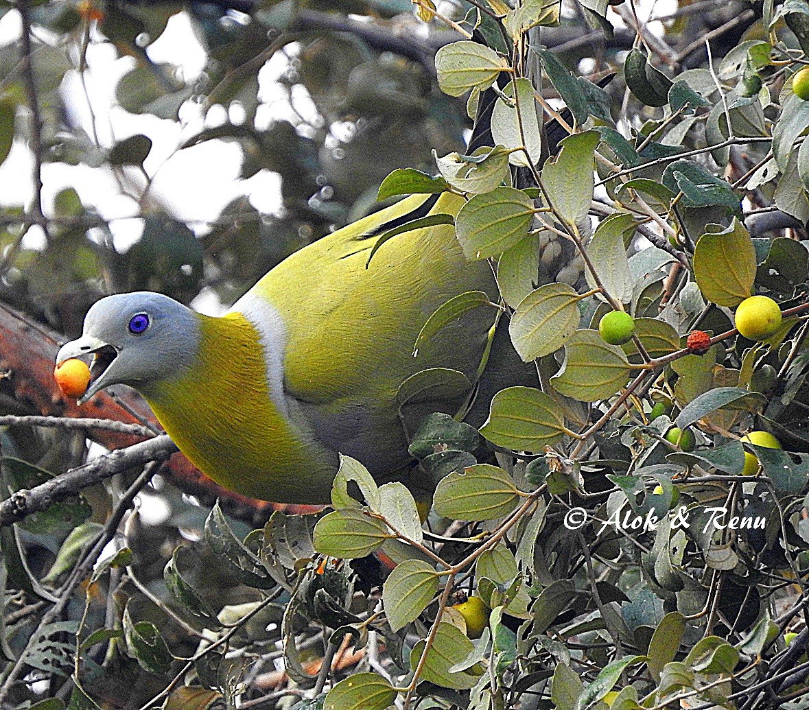 Yellow-footed Green-Pigeon - Alok Tewari