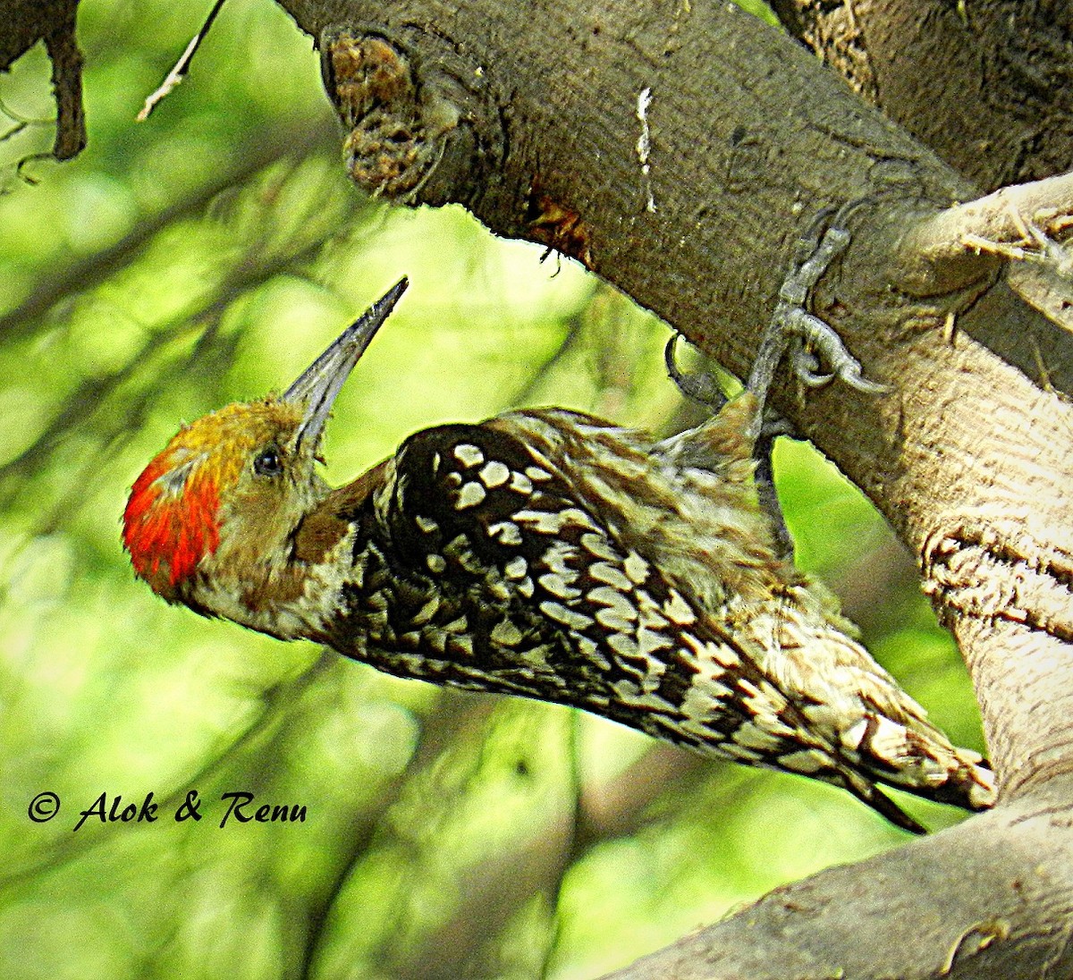 Yellow-crowned Woodpecker - Alok Tewari
