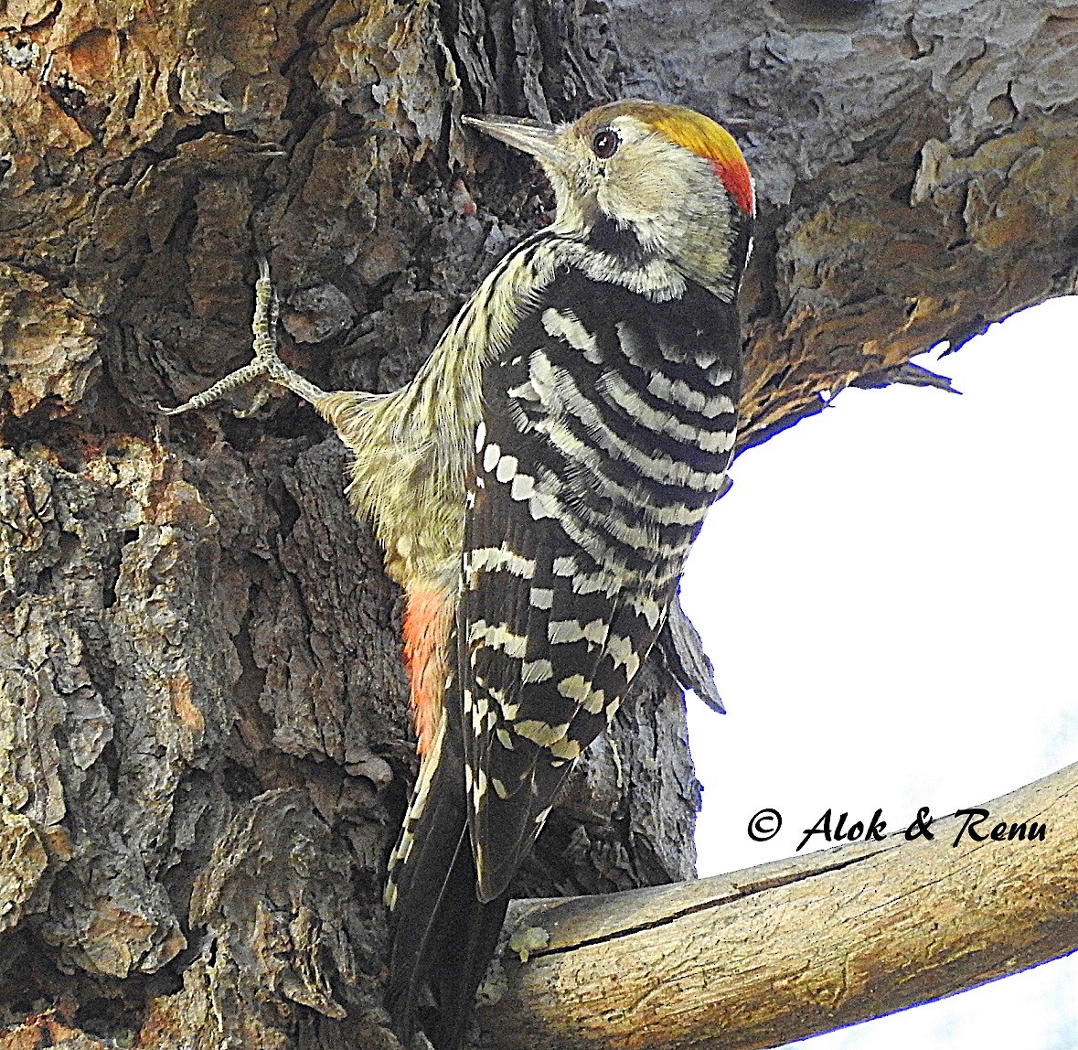 Brown-fronted Woodpecker - Alok Tewari