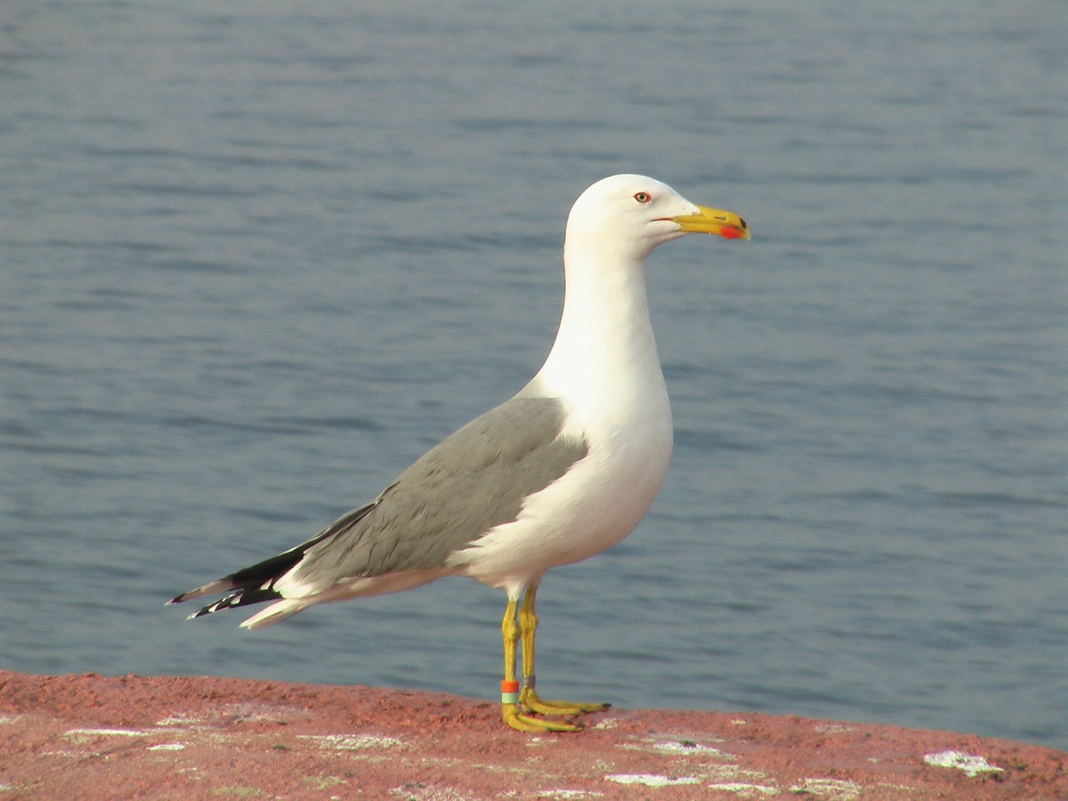 Yellow-legged Gull (michahellis) - ML206046301