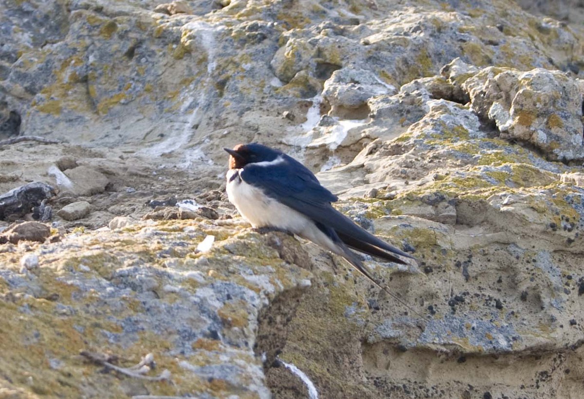 Barn Swallow (White-bellied) - Carles  Fabregat