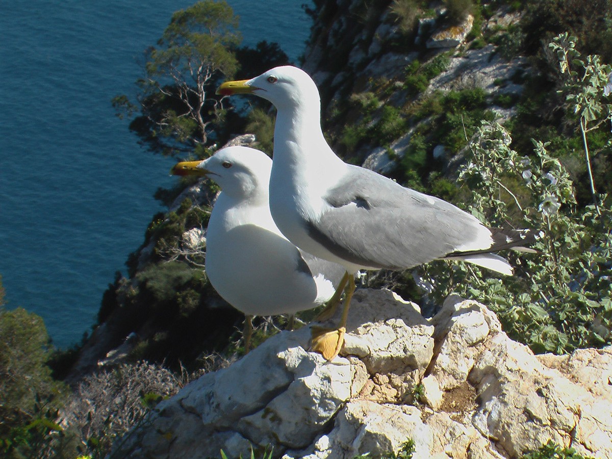 Yellow-legged Gull (michahellis) - Carles  Fabregat