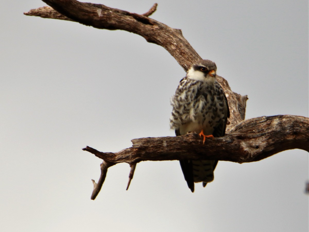 Amur Falcon - James Kashangaki
