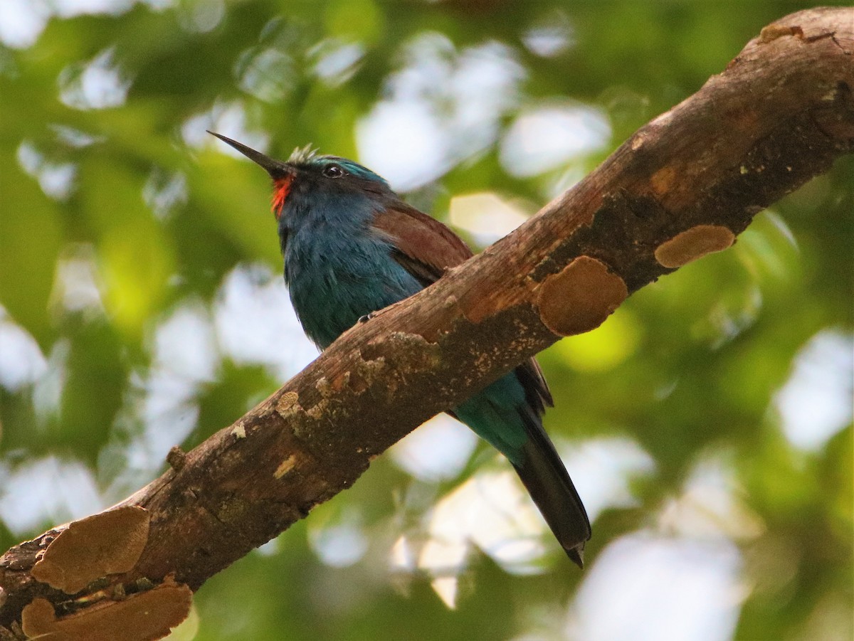 Blue-headed Bee-eater - James Kashangaki