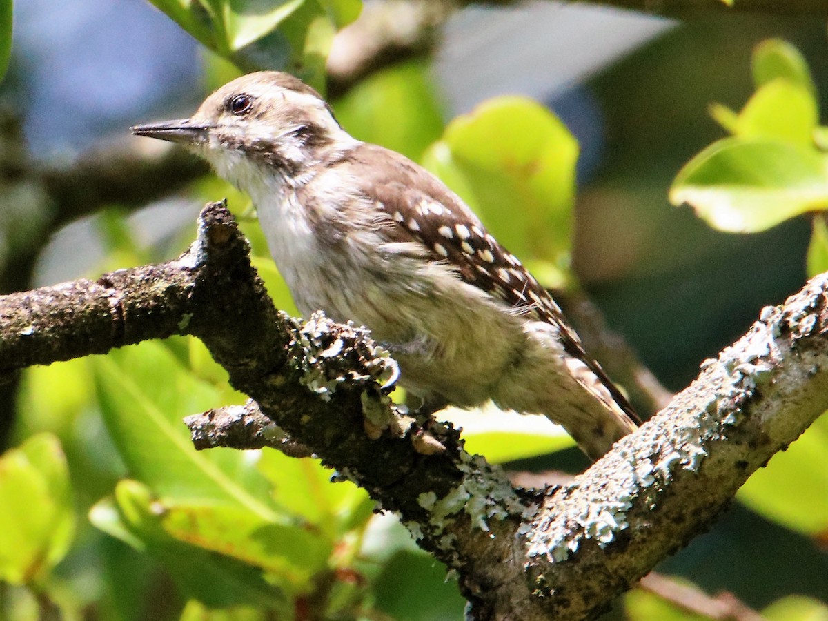 Brown-backed Woodpecker - ML206046811