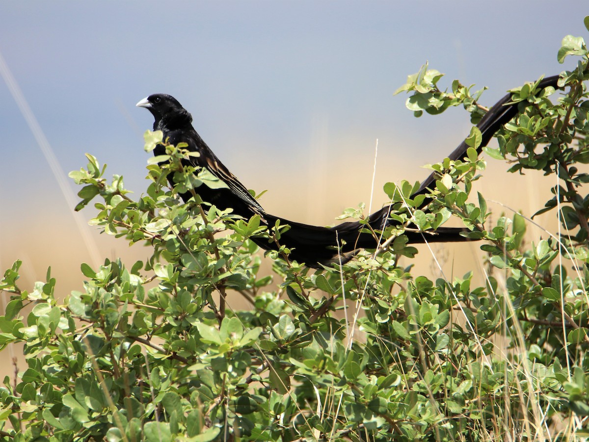 Long-tailed Widowbird - James Kashangaki
