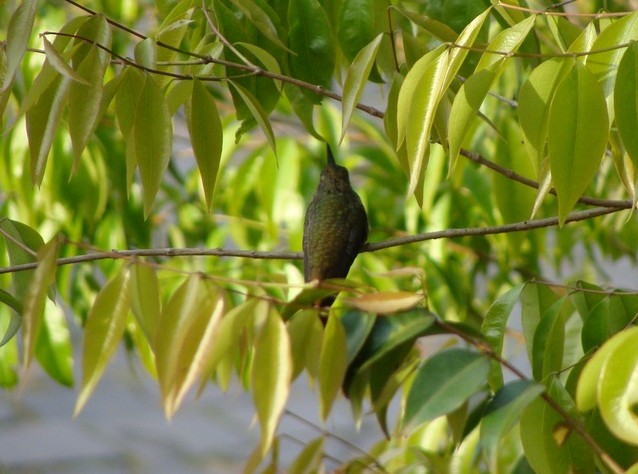 Gilded Hummingbird - Samantha Klein