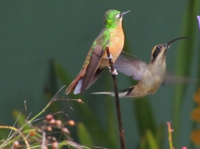 Scale-throated Hermit - ML206047211