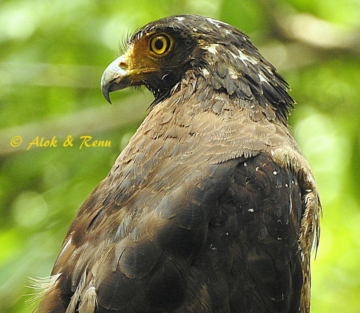 Crested Serpent-Eagle (Crested) - Alok Tewari