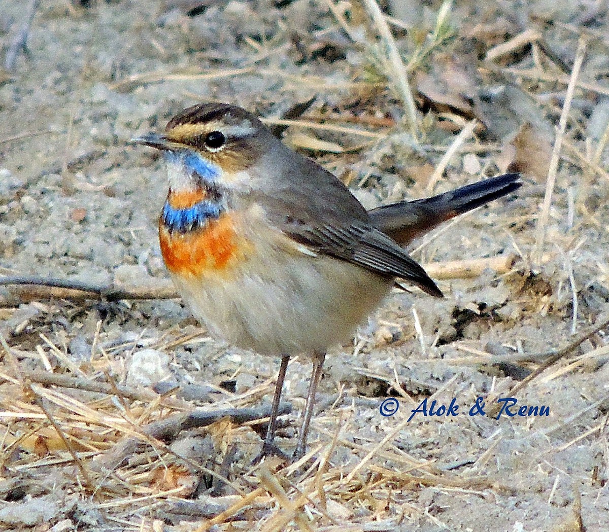 Bluethroat (Red-spotted) - ML206048081