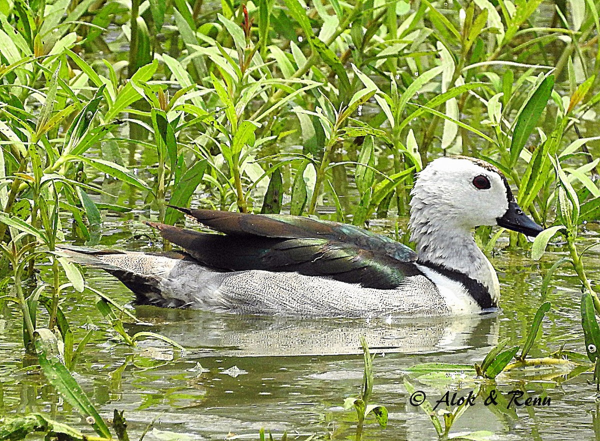 Cotton Pygmy-Goose - Alok Tewari