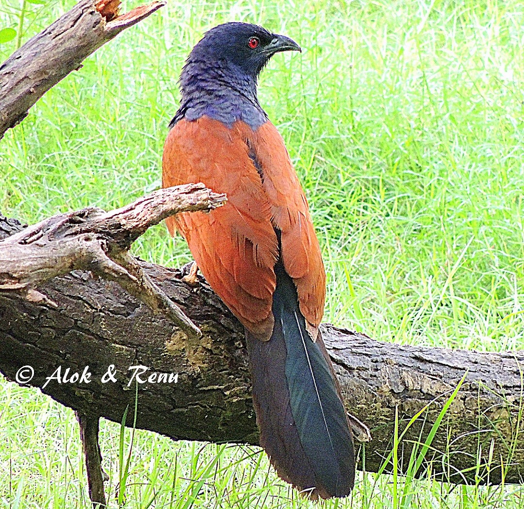Greater Coucal (Greater) - ML206048321
