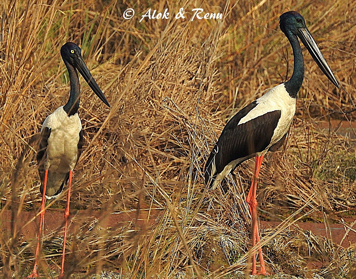 Black-necked Stork - ML206048371