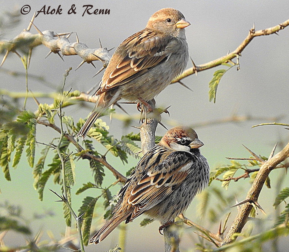 Spanish Sparrow - Alok Tewari
