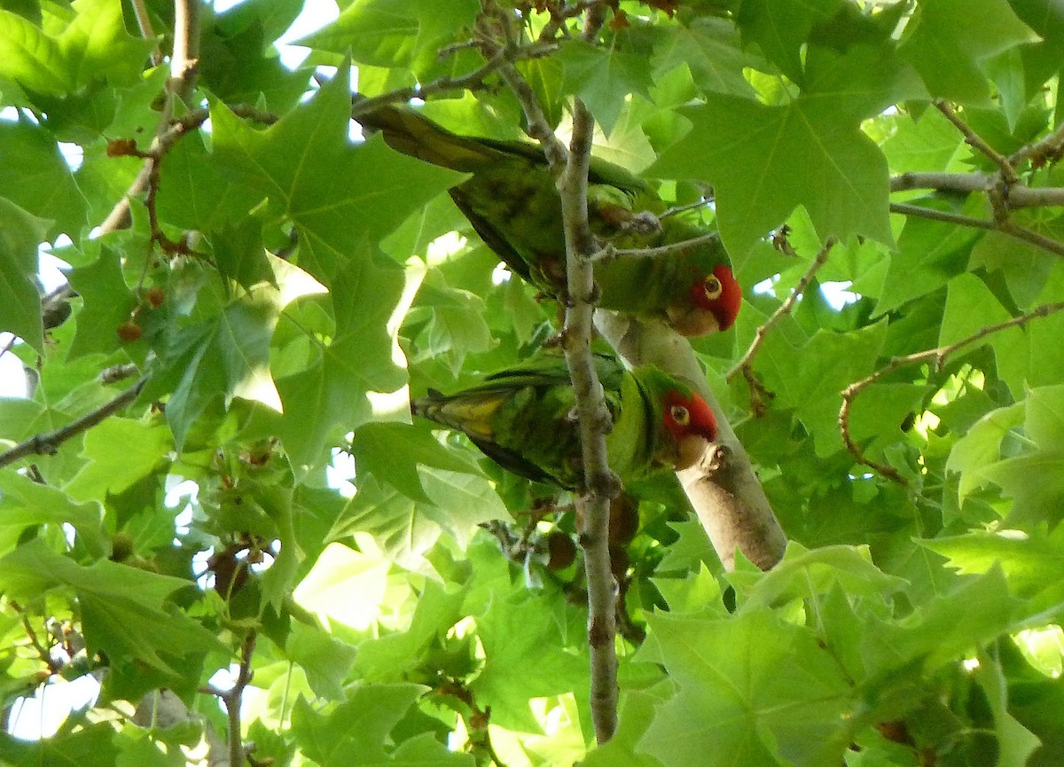 Red-masked Parakeet - Carles  Fabregat