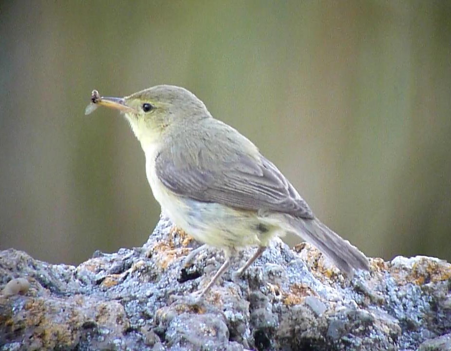 Melodious Warbler - ML206048801