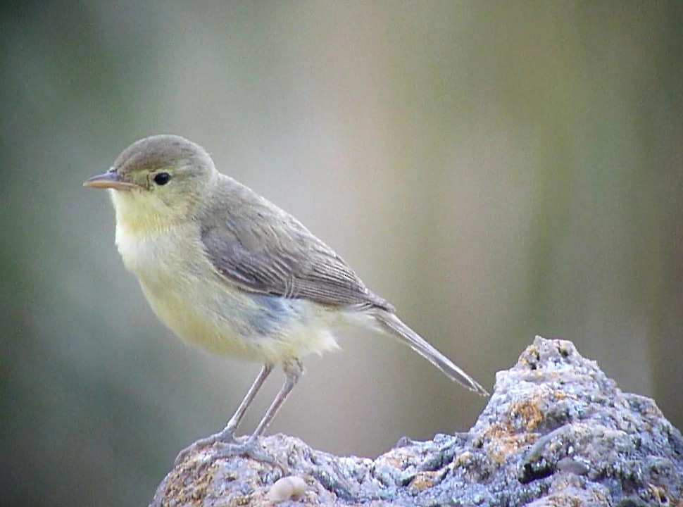 Melodious Warbler - ML206048811