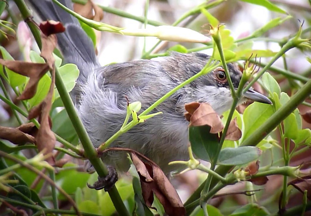 Sardinian Warbler - Carles  Fabregat