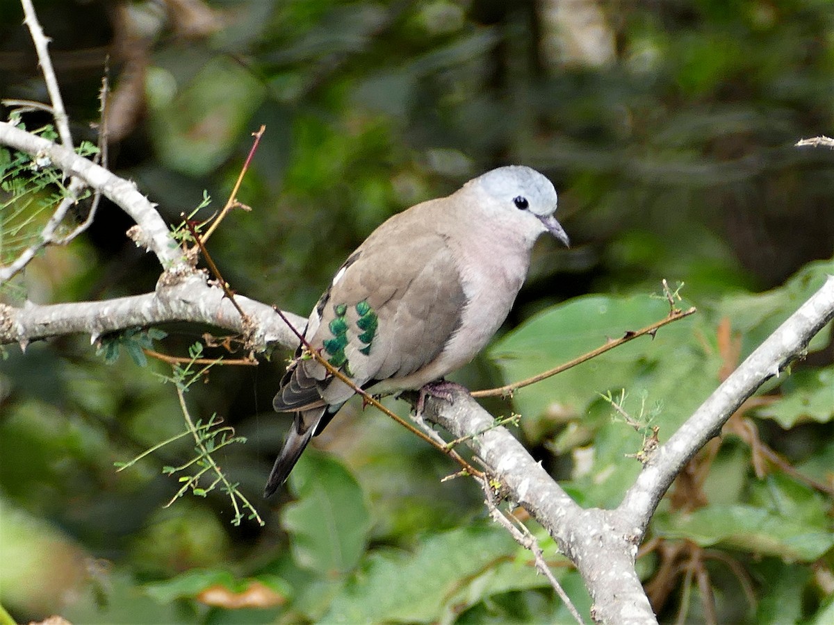 Emerald-spotted Wood-Dove - James Kashangaki