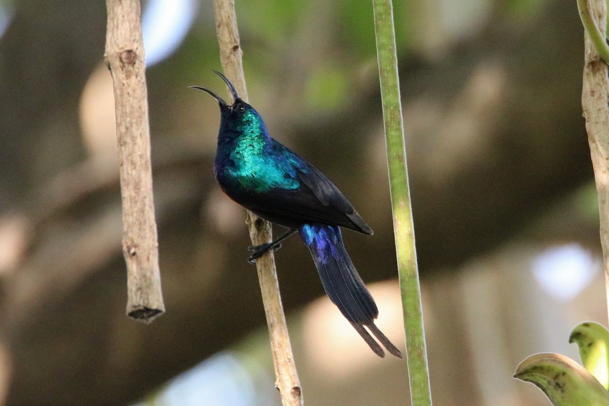 Red-chested Sunbird - ML206049241