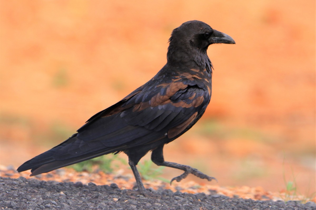 Somali Crow - ML206049411