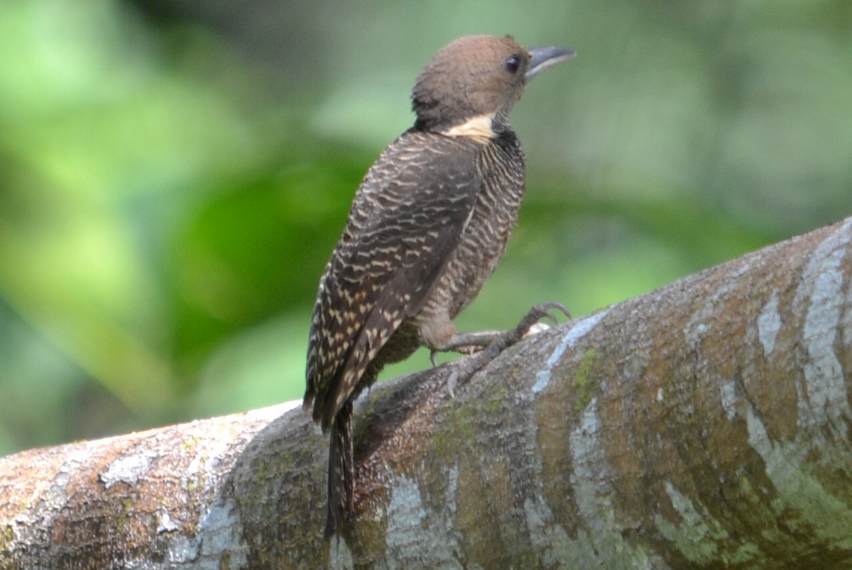 Buff-necked Woodpecker - ML206049481