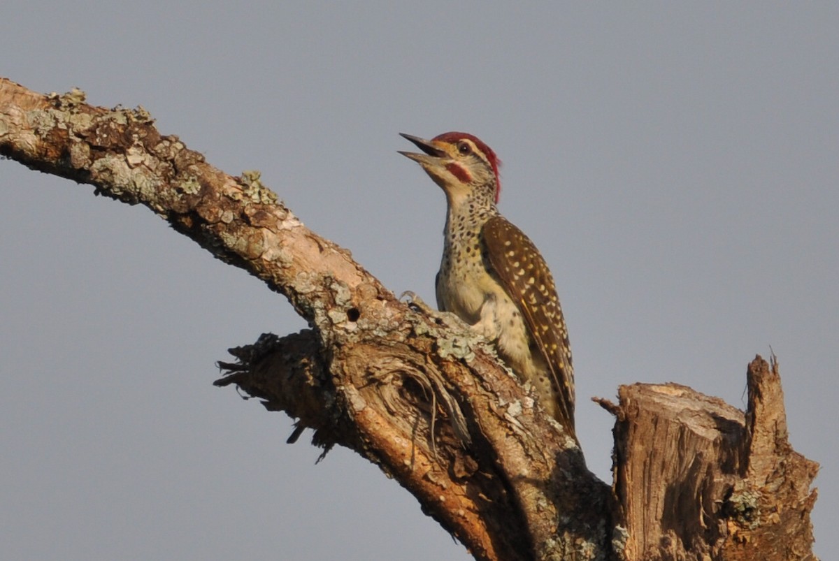 Nubian Woodpecker - ML206049511