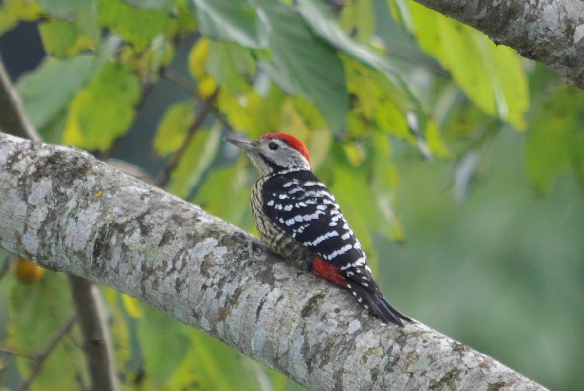 Stripe-breasted Woodpecker - ML206049521