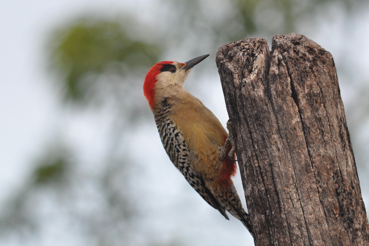 West Indian Woodpecker - ML206049531