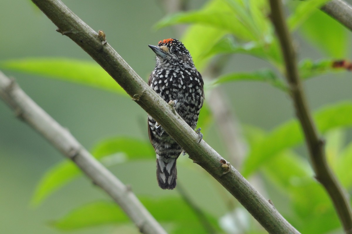 Speckle-chested Piculet - Gerard Gorman