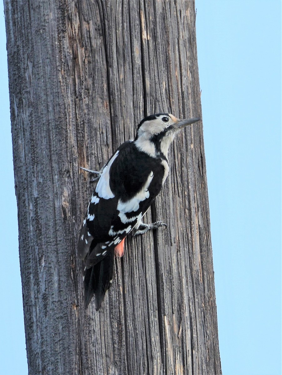 Syrian Woodpecker - Gerard Gorman