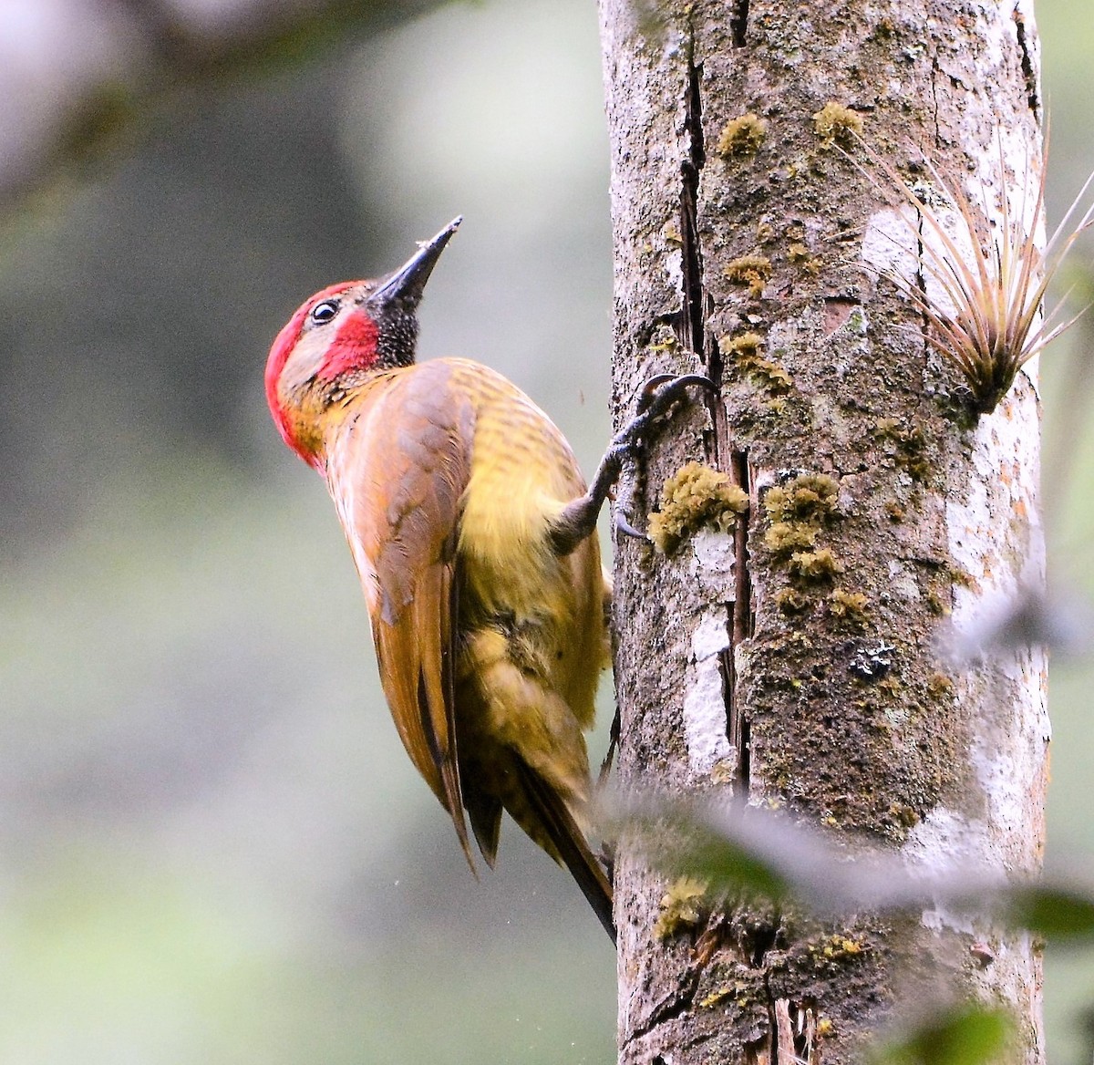 Golden-olive Woodpecker (Golden-olive) - ML206049591