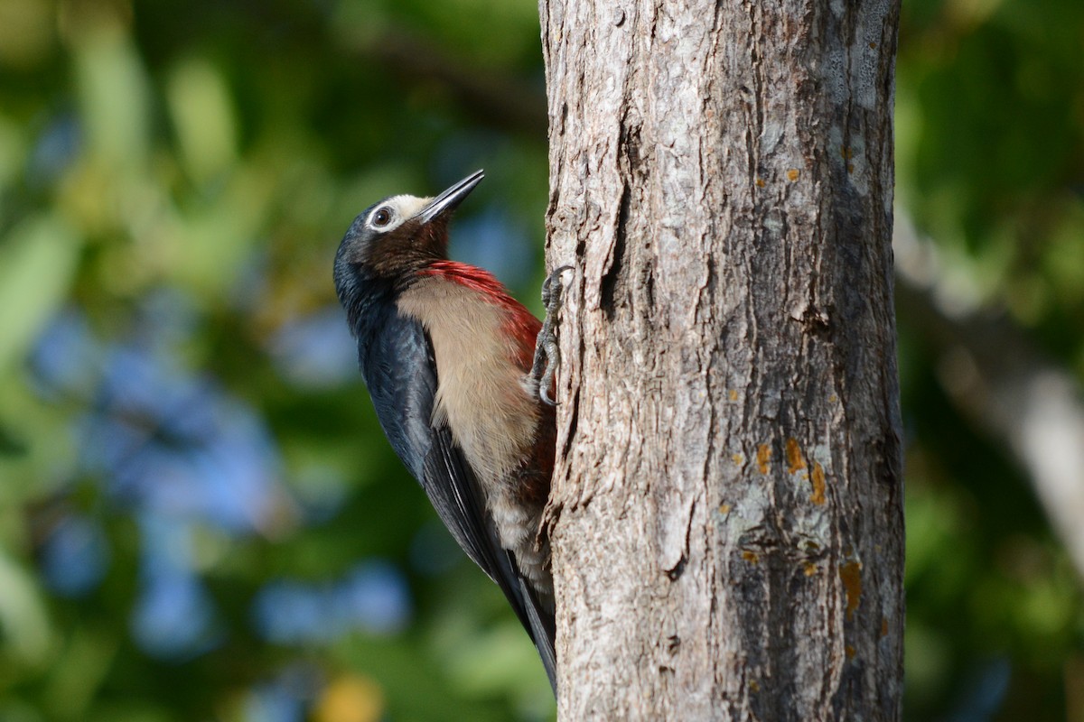 Puerto Rican Woodpecker - ML206049611