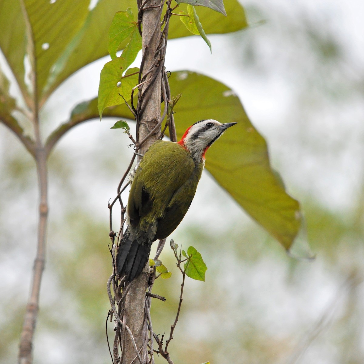 Cuban Green Woodpecker - Gerard Gorman