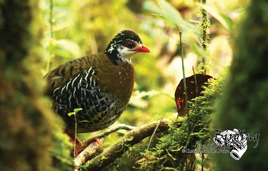 Red-billed Partridge - Chairunas Adha Putra