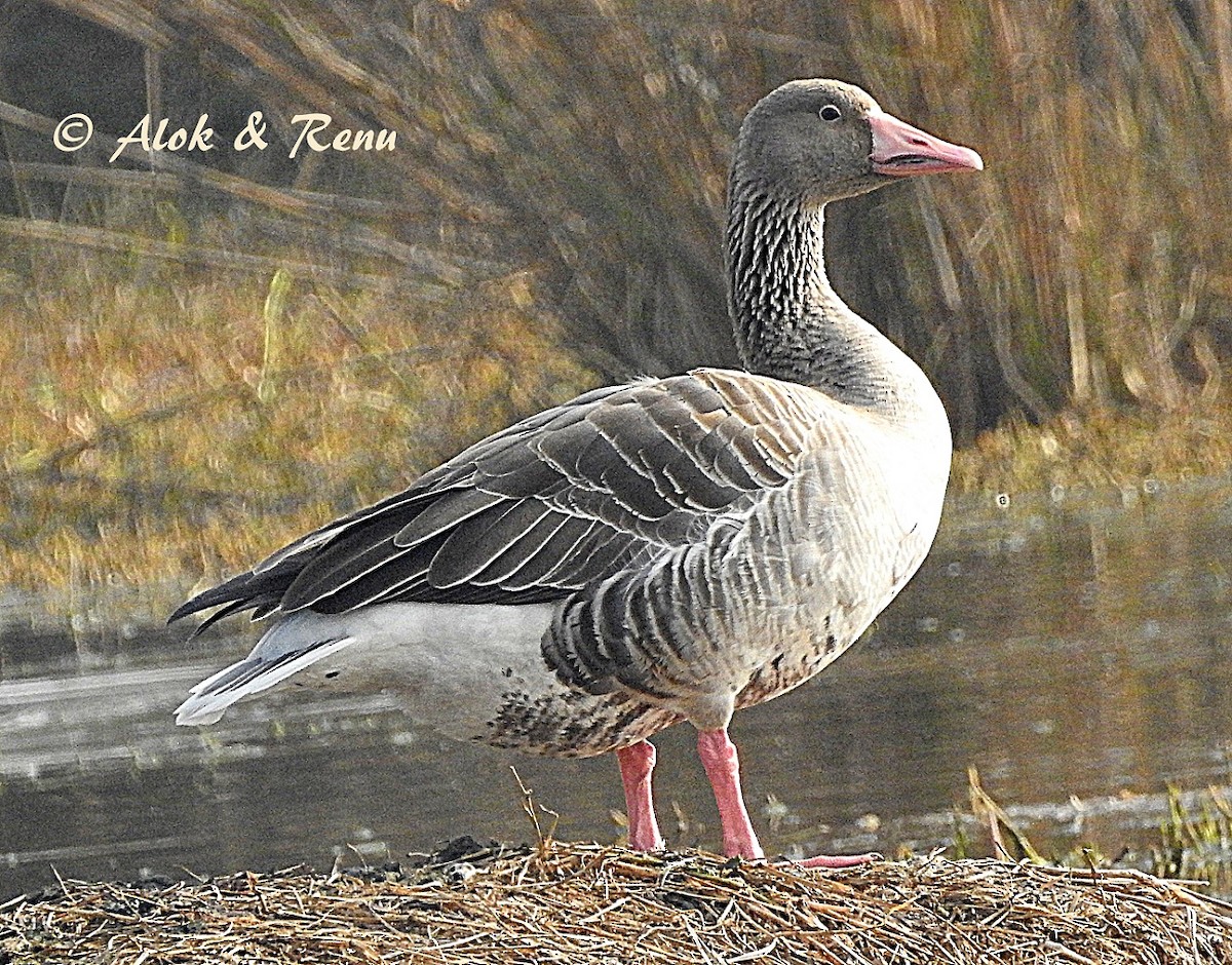 Graylag Goose (Siberian) - ML206050681