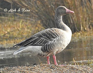 Graylag Goose (Siberian), ML206050681