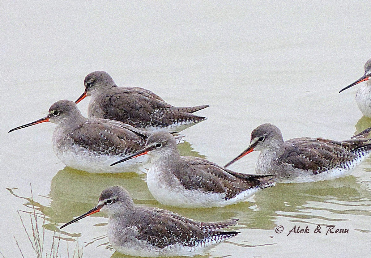 Spotted Redshank - ML206050841