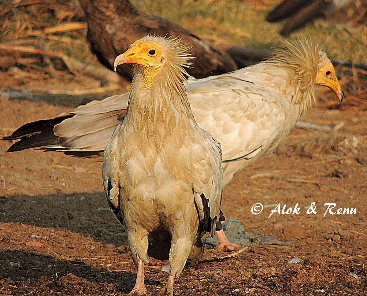 Egyptian Vulture - Alok Tewari