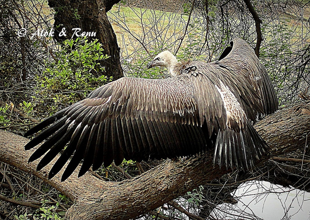 Indian Vulture - Alok Tewari